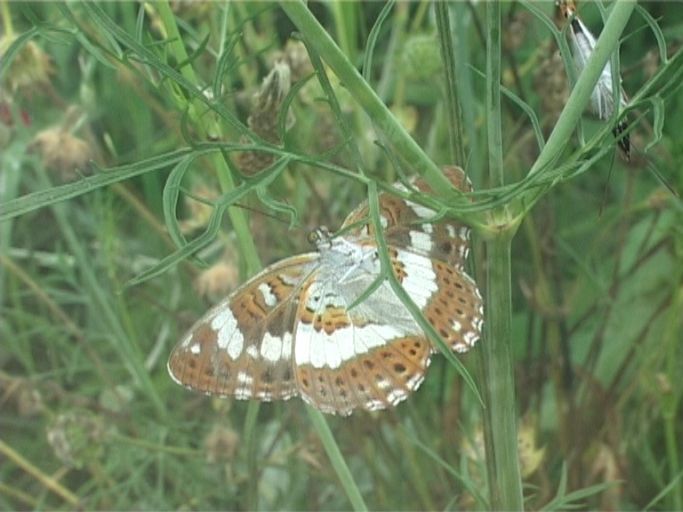 Kleiner Eisvogel ( Limenitis camilla ), Flügelunterseite, Ansicht vom Freigelände ins Tropenhaus ( durch die Scheibe ) : Schmetterlingsparadies Langschlägerwald im Waldviertel, Niederösterreich, 06.07.2007